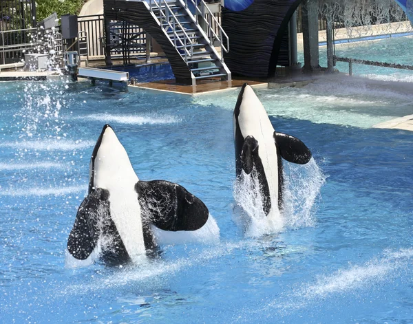 A Killer Whale Pair Perform in an Oceanarium Show — Stock Photo, Image