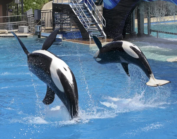 A Killer Whale Pair Perform in an Oceanarium Show — Stock Photo, Image