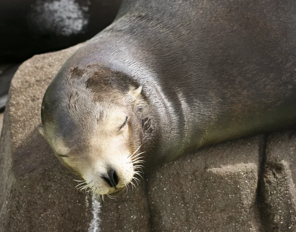 A Close Up of a Sleepy Sea Lion — Stock Photo, Image