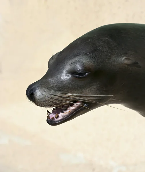 A Close Up of the Face of a Sea Lion — Stock Photo, Image