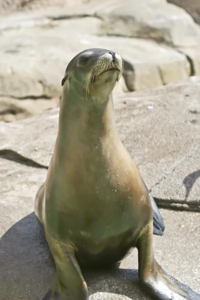 A Close Up of a Sea Lion — Stock Photo, Image