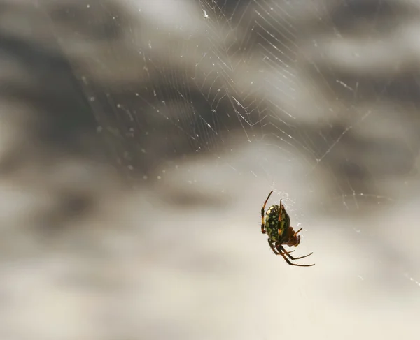 Une araignée orbe-tisserand sur sa toile — Photo