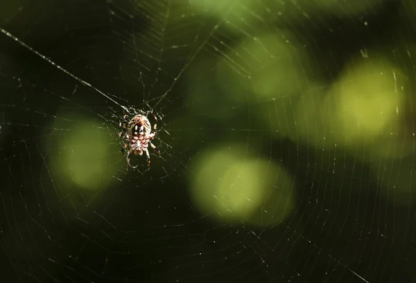 Uma Aranha Orb-Weaver em sua Web — Fotografia de Stock
