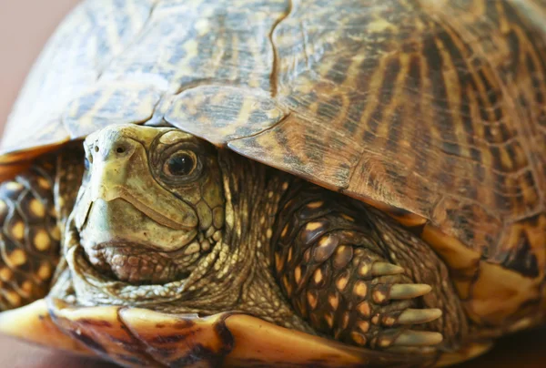 Eine Nahaufnahme einer westlichen Kastenschildkröte — Stockfoto