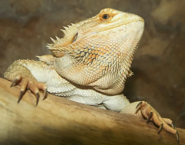 Een close up van een bebaarde draak — Stockfoto