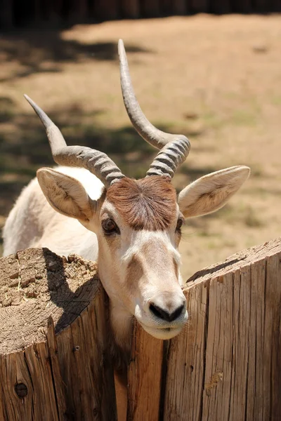 An Addax, also known as the screwhorn antelope — Stock Photo, Image