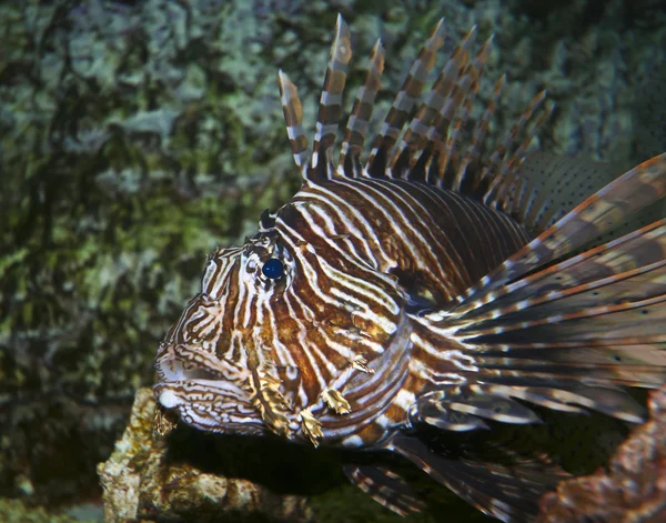 Een giftige lionfish, pterois, met zijn stekelige vinnen — Stockfoto
