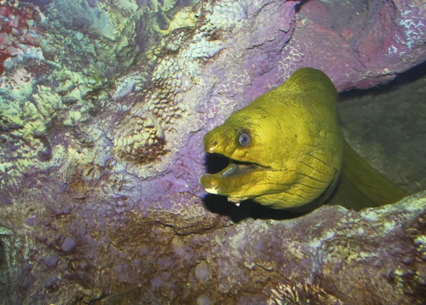 A Moray Eel Emerges from a Crevice — Stock Photo, Image