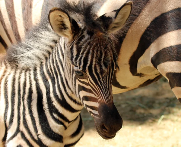 Bebek zebra annesiyle anlamına gelir. — Stok fotoğraf