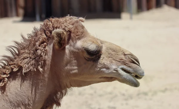 Крупный план головы дромадерского или арабского верблюда — стоковое фото