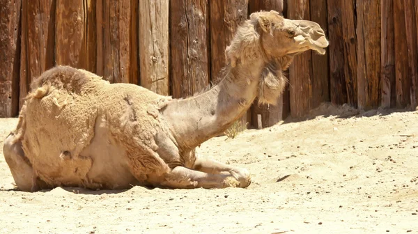 Una veduta di un cammello dromedario — Foto Stock