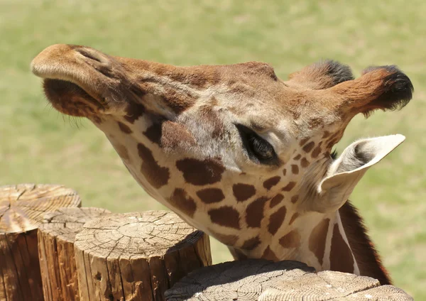 Eine Giraffe blickt über die Spitze eines Holzzaunes — Stockfoto