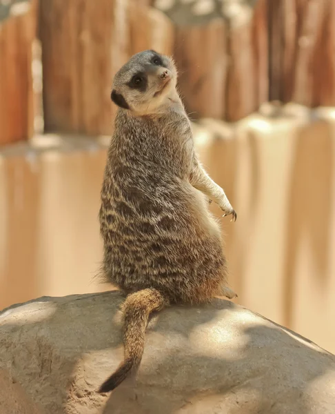 Een meerkat blikken over haar schouder — Stockfoto