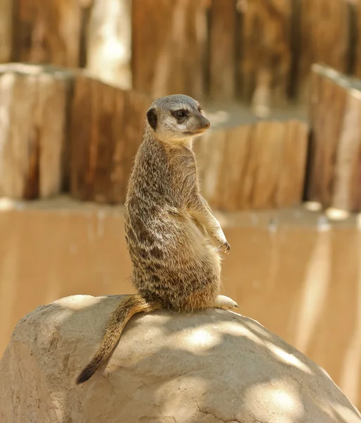 Meerkat nöbetçi bir taşa oturur — Stok fotoğraf