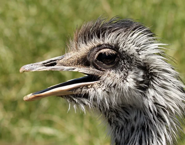 Een loopvogel rhea, inheems in Zuid-Amerika — Stockfoto