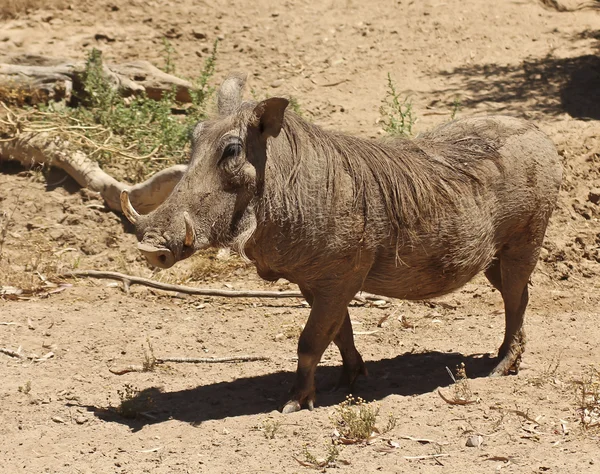 En vy av en warthog, ett afrikanska däggdjur — Stockfoto