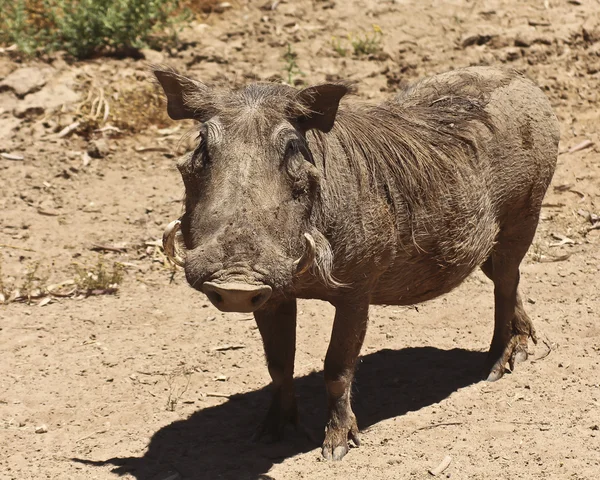 Een weergave van een wrattenzwijn, een Afrikaanse zoogdier — Stockfoto