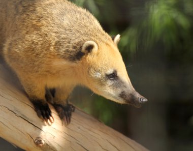 A Coati with Golden Fur Perched on a Log clipart