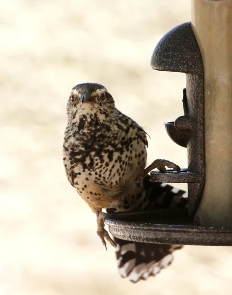 Ein Zaunkönig klammert sich an eine Vogelfutterstelle — Stockfoto