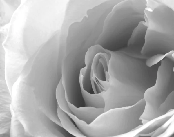 Eine weiße Rose aus nächster Nähe in schwarz-weiß — Stockfoto