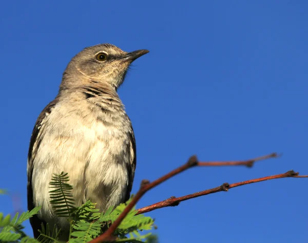 Ένα mockingbird βρίσκεται σκαρφαλωμένη στο υποκατάστηµα mesquite — Φωτογραφία Αρχείου