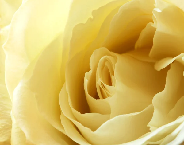 一朵白玫瑰的近景 — 图库照片