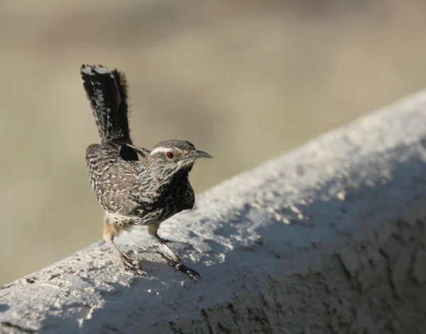 A Cactus Wren on a Stucco Wall — Stock Photo, Image
