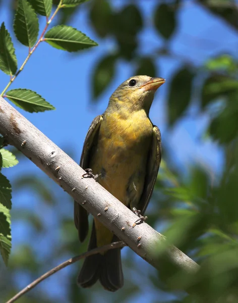 Ένα θηλυκό Δυτική tanager σε ένα δέντρο — Φωτογραφία Αρχείου