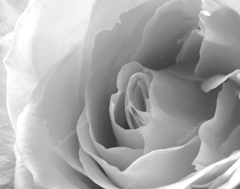 A Close Up White Rose in Black and White