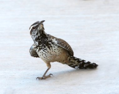A Cactus Wren with Only One Leg clipart