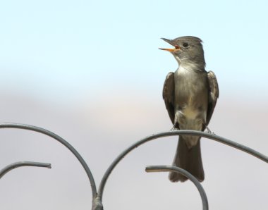 A Western Wood-Pewee on a Wrought Iron Scroll clipart