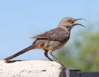 A Curve-billed Thrasher on a Stucco Wall clipart