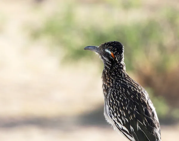 A Greater Roadrunner, in the Cuckoo Family — Stock Photo, Image
