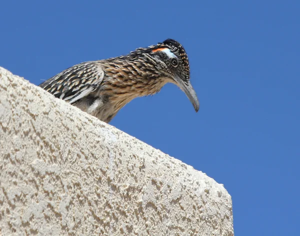 A Greater Roadrunner, in the Cuckoo Family — Stock Photo, Image