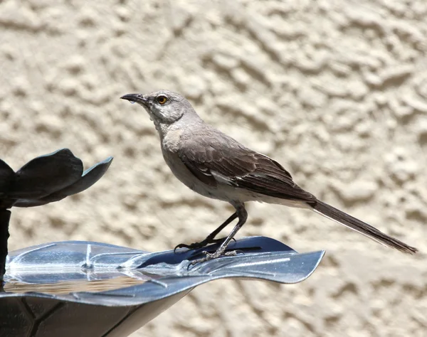 Ένα διψασμένο mockingbird με νερό στο λαιμό της — Φωτογραφία Αρχείου