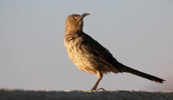 Een curve-billed thrasher op een gepleisterde wand — Stockfoto