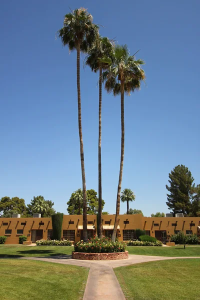 在健康度假村酒店棕榈树的三重奏 — 图库照片