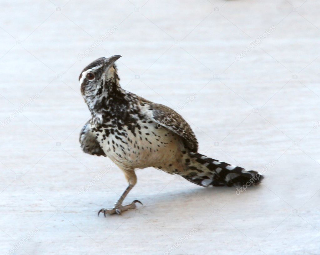 A Cactus Wren with Only One Leg