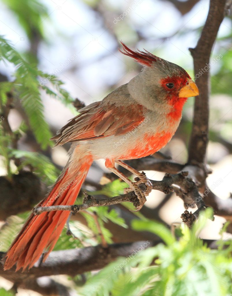 A Male Pyrrhuloxia in a Mesquite Tree