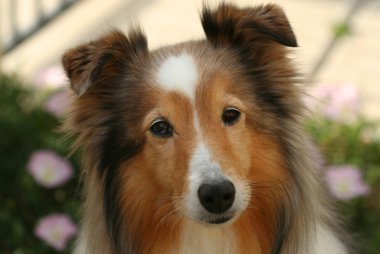 A Shetland Sheepdog clipart