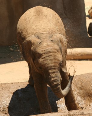 Kendini bir su birikintisine duş bebek Afrika fili