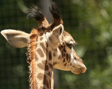 A Baby Giraffe from Behind clipart