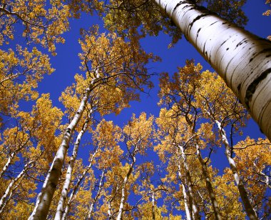 A blue and gold canopy of aspen leaves and sky clipart