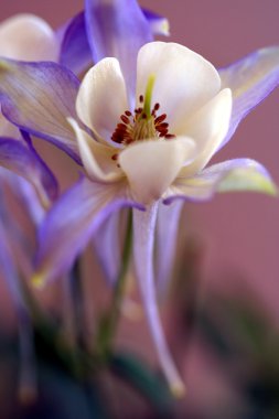 Mavi columbine, düğün çiçeği ailesinden aquilegia coerulea