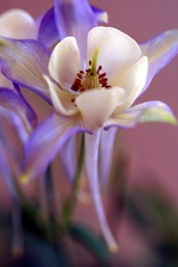 Blue Columbine, Aquilegia coerulea, in the Buttercup Family clipart