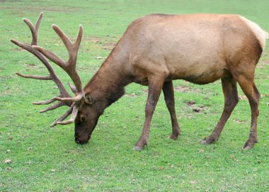 Yeşil çimenlerin üzerinde boğa elk grazes