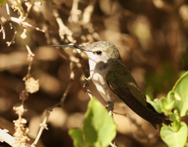 A Female Calliope Hummingbird Perched on a Branch clipart