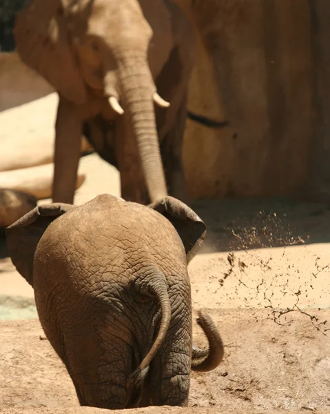 Un bebé elefante africano juega en un charco mientras la madre mira —  Fotos de Stock