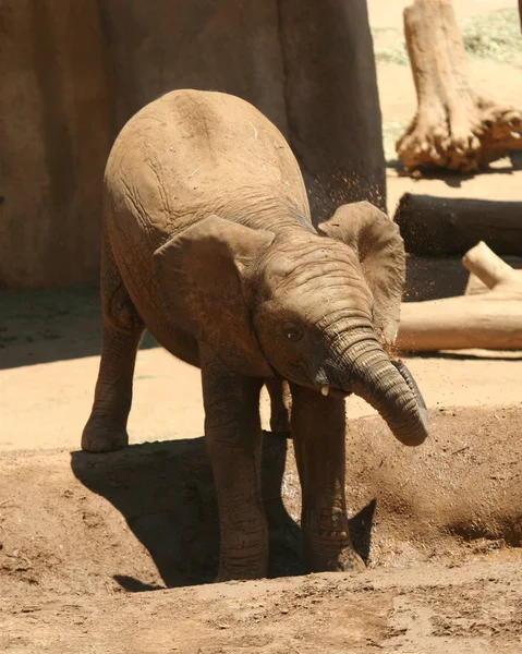 Een baby Afrikaanse olifant koelt af in een plas — Stok fotoğraf