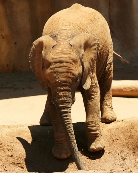 Αφρικανικός ελέφαντας ένα μωρό που πίνει από μια λακκούβα — Φωτογραφία Αρχείου